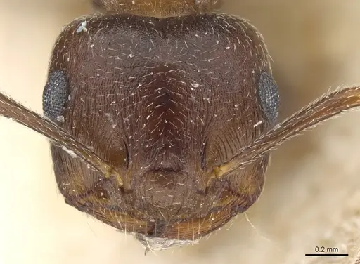 Crematogaster hottentota specimen CASENT0904480 image casent0904480_2