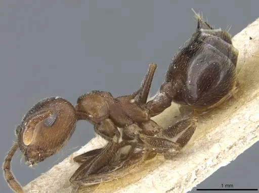 Crematogaster hottentota specimen CASENT0904480 image casent0904480_3