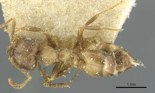 Crematogaster hottentota specimen CASENT0912801 image casent0912801_1