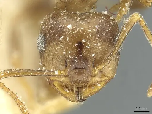 Crematogaster hottentota specimen CASENT0912801 image casent0912801_2