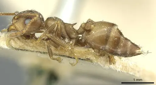 Crematogaster hottentota specimen CASENT0912801 image casent0912801_3