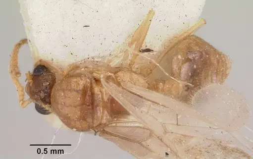 Crematogaster hova specimen CASENT0101642 image casent0101642_1