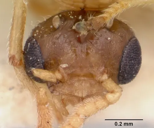 Crematogaster hova specimen CASENT0101642 image casent0101642_2