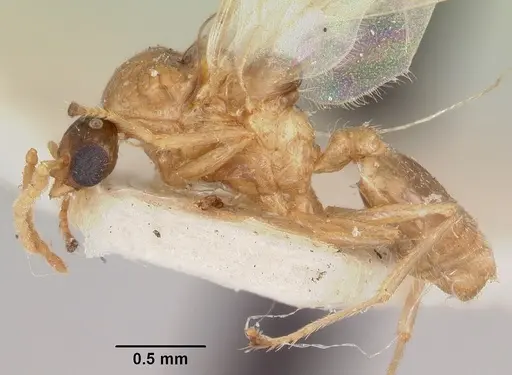 Crematogaster hova specimen CASENT0101642 image casent0101642_3