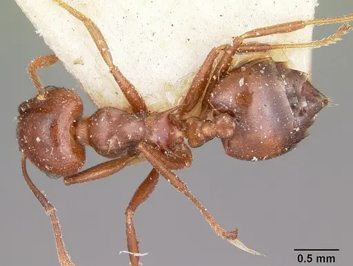 Crematogaster hova specimen CASENT0101655 image casent0101655_1