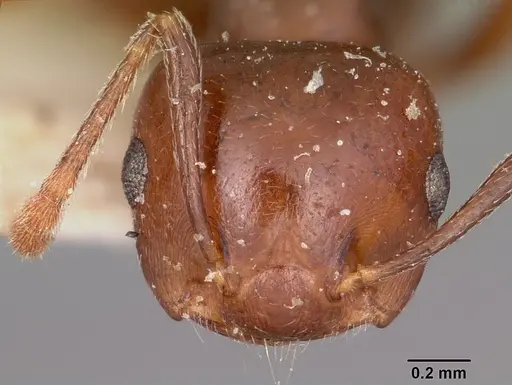 Crematogaster hova specimen CASENT0101655 image casent0101655_2