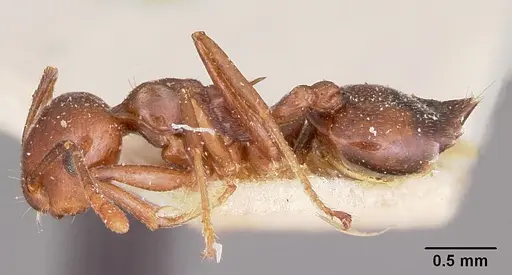 Crematogaster hova specimen CASENT0101655 image casent0101655_3