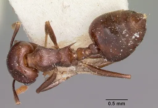 Crematogaster hova specimen CASENT0101659 image casent0101659_1