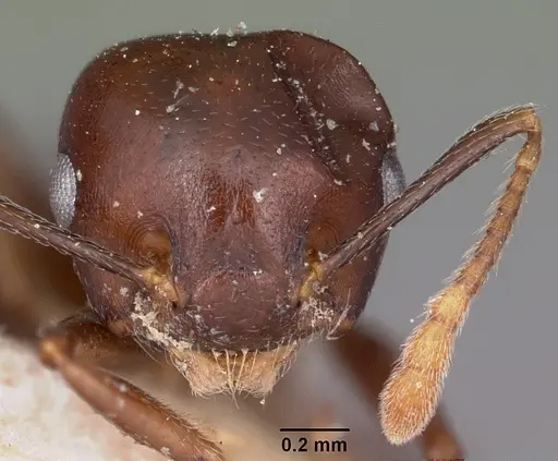 Crematogaster hova specimen CASENT0101659 image casent0101659_2