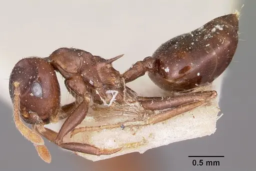 Crematogaster hova specimen CASENT0101659 image casent0101659_3