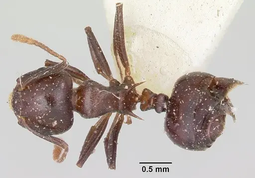 Crematogaster hova specimen CASENT0101761 image casent0101761_1