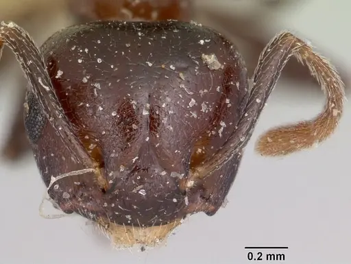 Crematogaster hova specimen CASENT0101761 image casent0101761_2