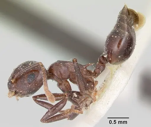 Crematogaster hova specimen CASENT0101761 image casent0101761_3
