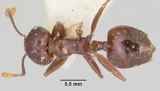 Crematogaster hova specimen CASENT0101804 image casent0101804_1