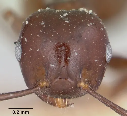 Crematogaster hova specimen CASENT0101804 image casent0101804_2