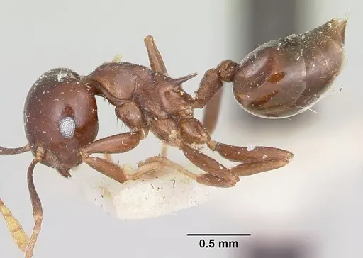 Crematogaster hova specimen CASENT0101804 image casent0101804_3