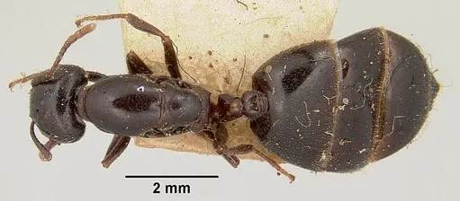 Crematogaster hova specimen CASENT0101807 image casent0101807_1