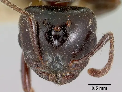 Crematogaster hova specimen CASENT0101807 image casent0101807_2