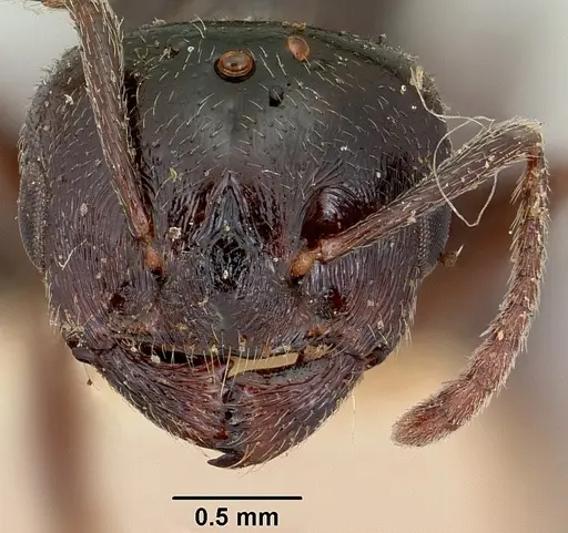 Crematogaster hova specimen CASENT0101807 image casent0101807_3