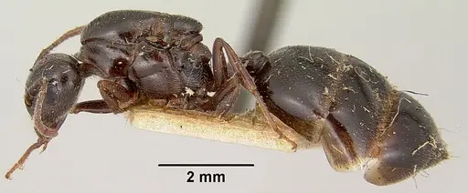 Crematogaster hova specimen CASENT0101807 image casent0101807_4