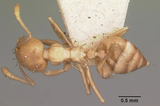 Crematogaster hova specimen CASENT0102955 image casent0102955_1