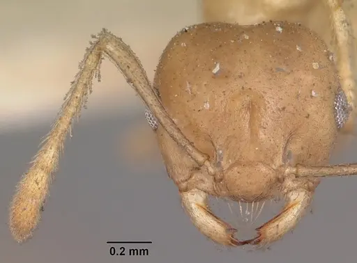 Crematogaster hova specimen CASENT0102955 image casent0102955_2