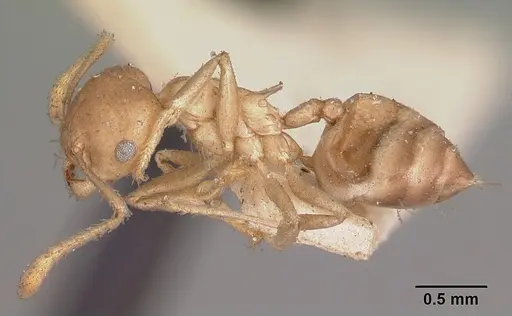Crematogaster hova specimen CASENT0102955 image casent0102955_3