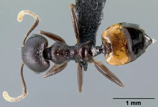 Crematogaster hova specimen CASENT0140018 image casent0140018_1