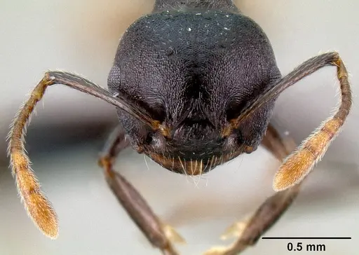 Crematogaster hova specimen CASENT0140018 image casent0140018_2