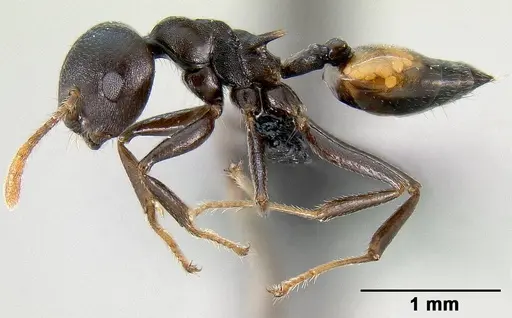 Crematogaster hova specimen CASENT0140018 image casent0140018_3