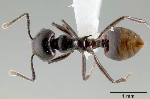 Crematogaster hova specimen CASENT0193331 image casent0193331_1