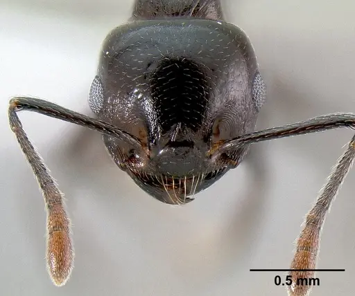 Crematogaster hova specimen CASENT0193331 image casent0193331_2