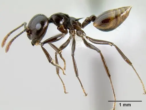 Crematogaster hova specimen CASENT0193331 image casent0193331_3