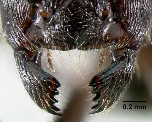 Crematogaster hova specimen CASENT0193333 image casent0193333_1