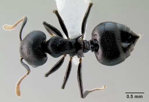 Crematogaster hova specimen CASENT0193371 image casent0193371_1