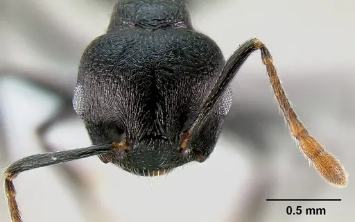 Crematogaster hova specimen CASENT0193371 image casent0193371_2
