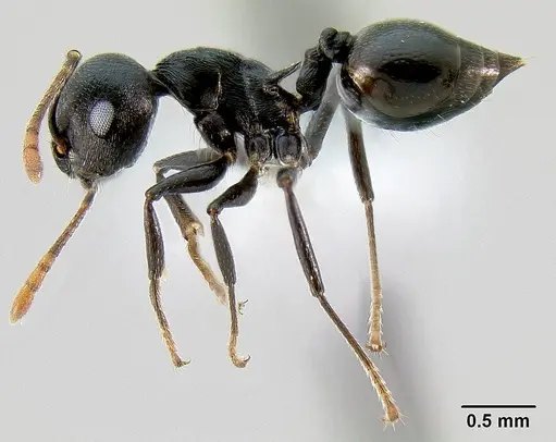 Crematogaster hova specimen CASENT0193371 image casent0193371_3
