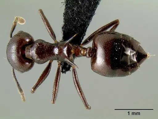 Crematogaster hova specimen CASENT0193566 image casent0193566_1