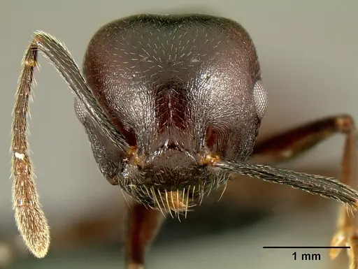 Crematogaster hova specimen CASENT0193566 image casent0193566_2