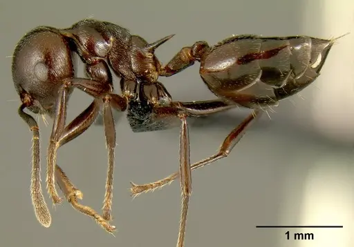 Crematogaster hova specimen CASENT0193566 image casent0193566_3