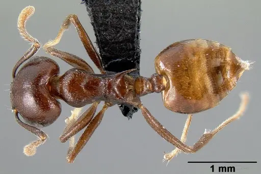 Crematogaster hova specimen CASENT0495955 image casent0495955_1