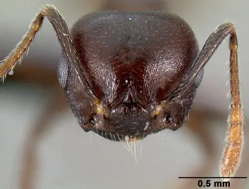 Crematogaster hova specimen CASENT0495955 image casent0495955_2