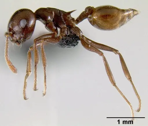 Crematogaster hova specimen CASENT0495955 image casent0495955_3