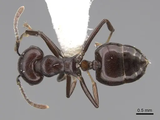 Crematogaster hova specimen CASENT0922640 image casent0922640_1