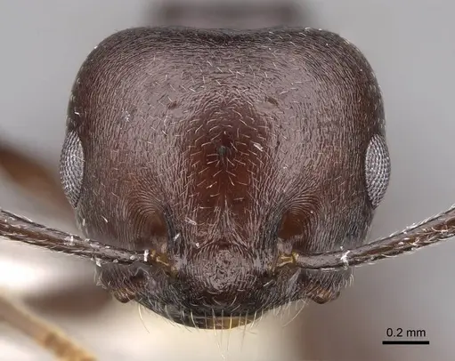Crematogaster hova specimen CASENT0922640 image casent0922640_2