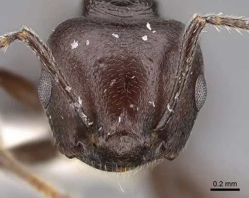 Crematogaster hova specimen CASENT0922640 image casent0922640_3