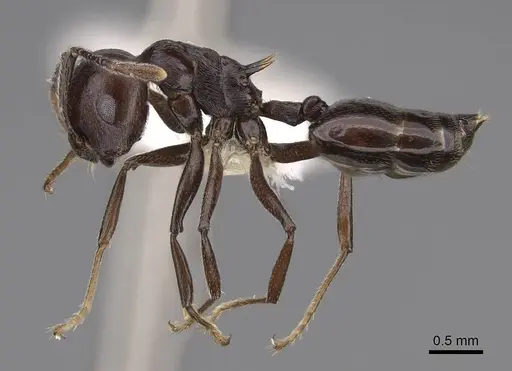 Crematogaster hova specimen CASENT0922640 image casent0922640_4