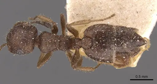 Crematogaster iheringi specimen CASENT0908419 image casent0908419_1