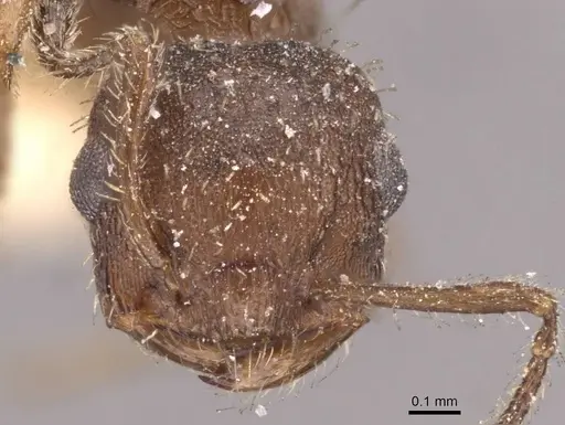 Crematogaster iheringi specimen CASENT0908419 image casent0908419_2