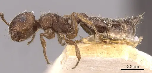 Crematogaster iheringi specimen CASENT0908419 image casent0908419_3